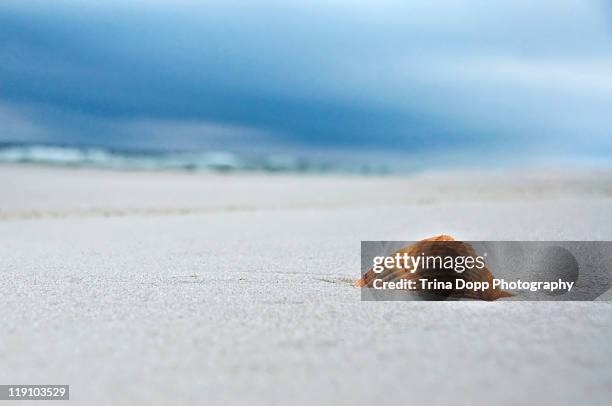 scallop seashell on white sands - pensacola beach stockfoto's en -beelden