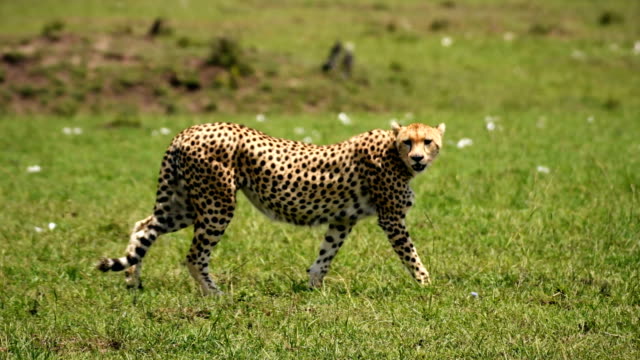 253 Cheetah Run Videos and HD Footage - Getty Images