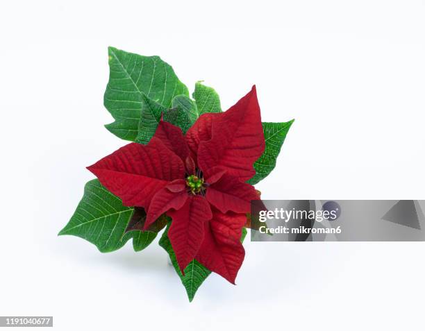 the poinsettia flower (euphorbia pulcherrima), (christmas flower) - kerstroos stockfoto's en -beelden