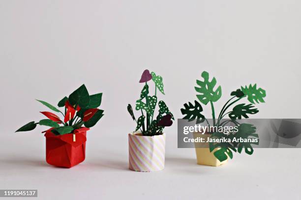anthurium plant,begonia maculata and monstera plant - begonia stockfoto's en -beelden