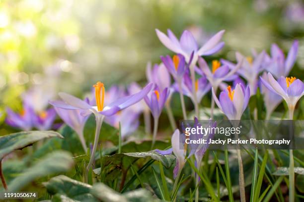 close-up image of pretty little spring flowering, purple crocus flowers - krokus iris familie stockfoto's en -beelden
