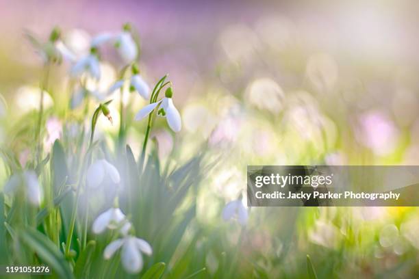 close-up image of the spring flowering white, common snowdrop flowers also known as galanthus nivalis - ranunculus bildbanksfoton och bilder