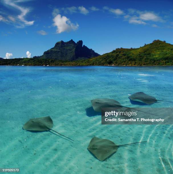 stingray in bora bora - uge - fotografias e filmes do acervo