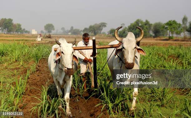 farmer ploughing field - oxen stock pictures, royalty-free photos & images