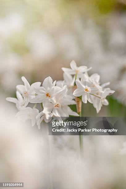 close-up image of the beautiful, scented, spring flowering paperwhite narcissus daffodil flowers - daffodil ストックフォトと画像