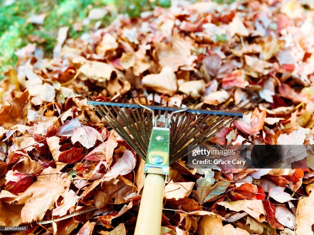 Pile Of Raked Leaves On Lawn High-Res Stock Photo - Getty Images