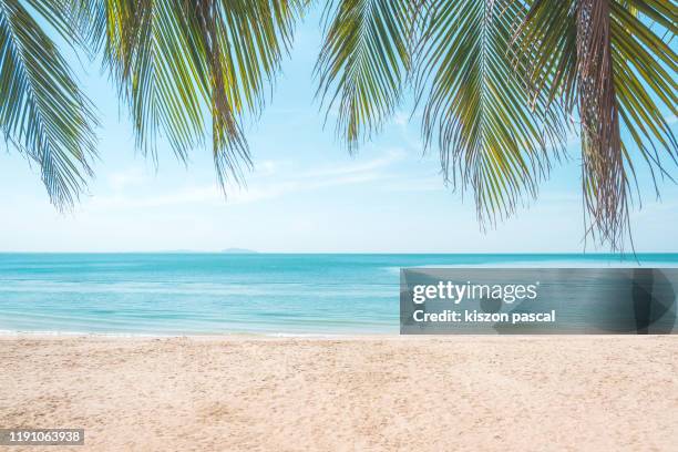 tropical beach with palm trees during a sunny day . - beach wallpaper stock-fotos und bilder