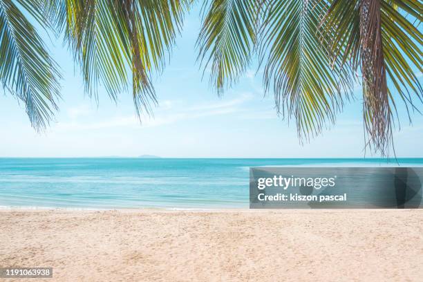 tropical beach with palm trees during a sunny day . - beach and palm trees stock pictures, royalty-free photos & images