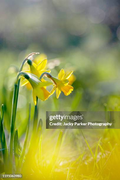 close-up image of the beautiful, backlit, yellow daffodil flowers also known as narcissus - flouté photos et images de collection