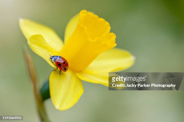 close-up image of a 7-spot ladybird - coccinella septempunctata on a spring flowering yellow daffodil flower also known as narcissus - ladybug stock pictures, royalty-free photos & images