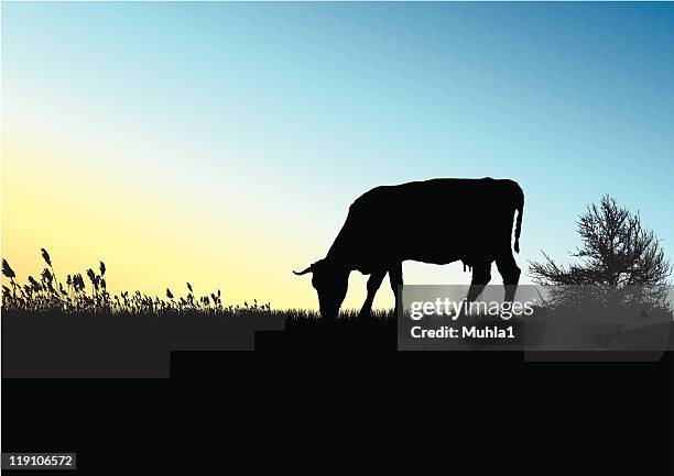 sundown on field - cow farm stock illustrations