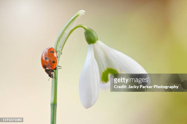 close-up image of a 7-spot ladybird - coccinella septempunctata on a spring flowering white common snowdrop flower also known as galanthus nivalis - snowdrops stockfoto's en -beelden