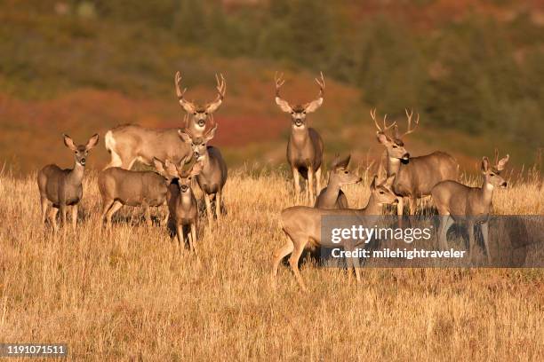 wilde maultier hirschherde weidet sonnenaufgangfeld roxburough state park colorado - mule deer stock-fotos und bilder