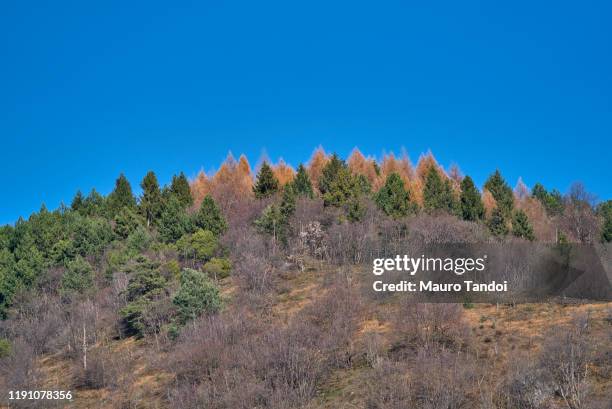 beautiful autumn afternoon in mountains - mauro tandoi 個照片及圖片檔