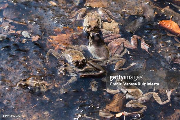 frogs - common toad stock pictures, royalty-free photos & images