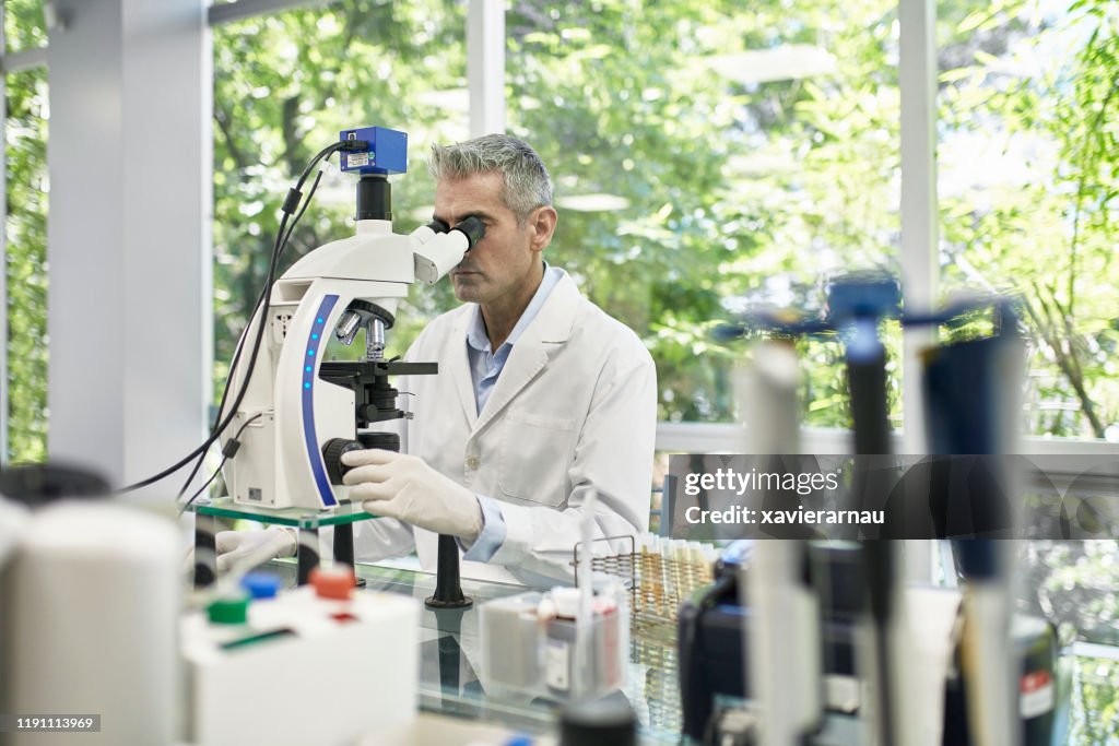 Pathologist Definition Male Pathologist Examining Sample With Microscope In Lab High-Res Stock ...