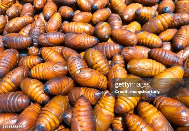 traditional delicious silkworm chrysalis - silkworm cocoon stock pictures, royalty-free photos & images