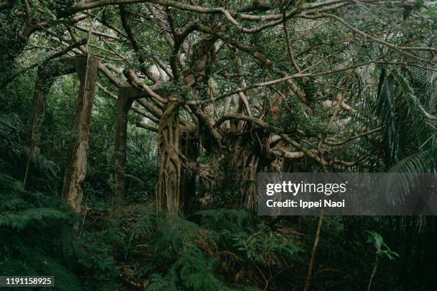 old mining village taken over by jungle, iriomote island, okinawa, japan - banyan tree stock-fotos und bilder