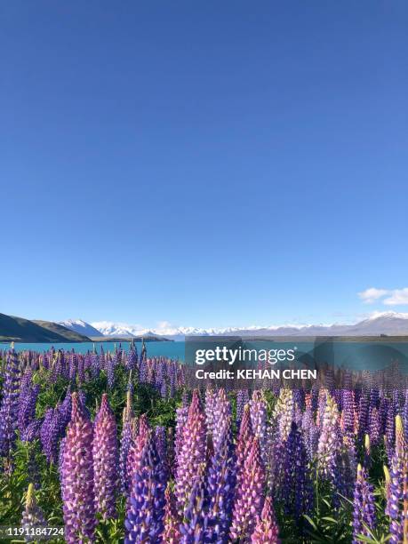 new zealand nature landscape southisland - palmerston stock pictures, royalty-free photos & images