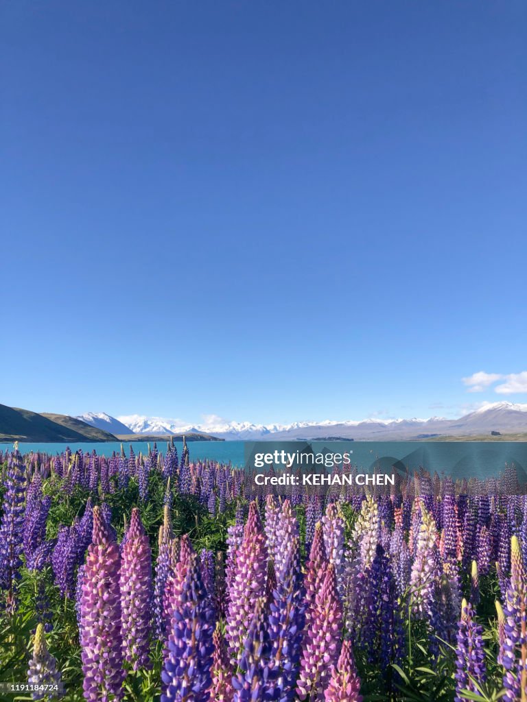 New Zealand nature landscape southisland