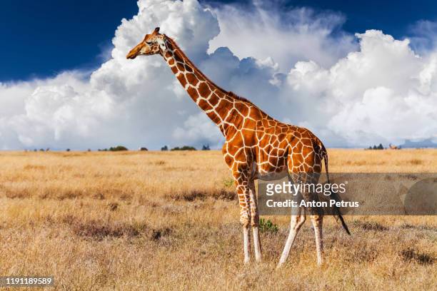 giraffe in the african savannah. masai mara, kenya - giraffe stock pictures, royalty-free photos & images
