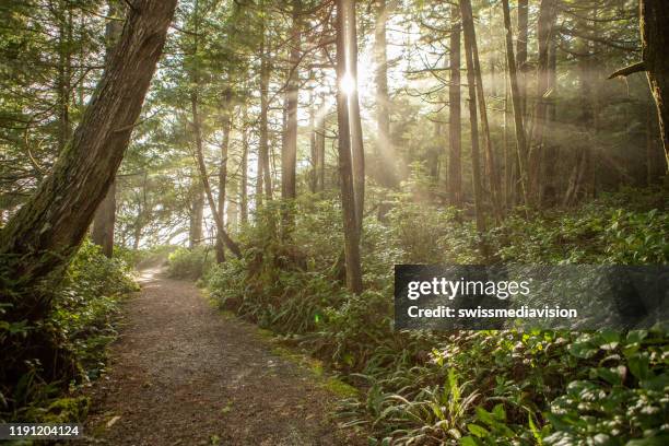 raggi di sole nella foresta pluviale - tofino foto e immagini stock