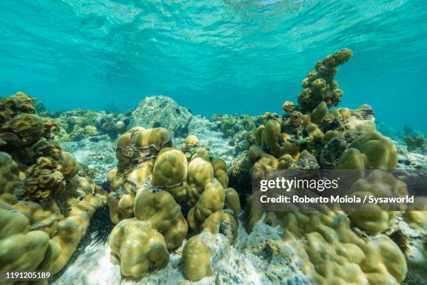 tropical coral reef, indian ocean, mauritius - mushroom coral stock pictures, royalty-free photos & images