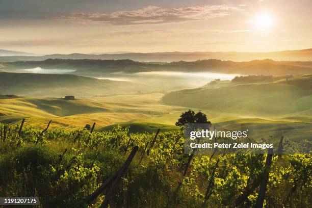 vineyard in tuscany, italy - sunset vineyard stockfoto's en -beelden