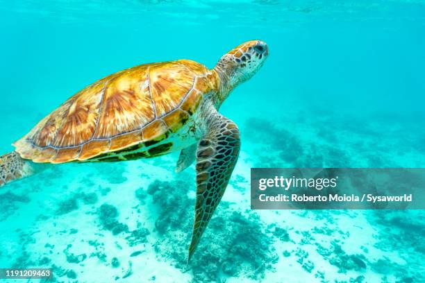 sea turtle approaching water surface, indian ocean, mauritius - hawksbill turtle fotografías e imágenes de stock