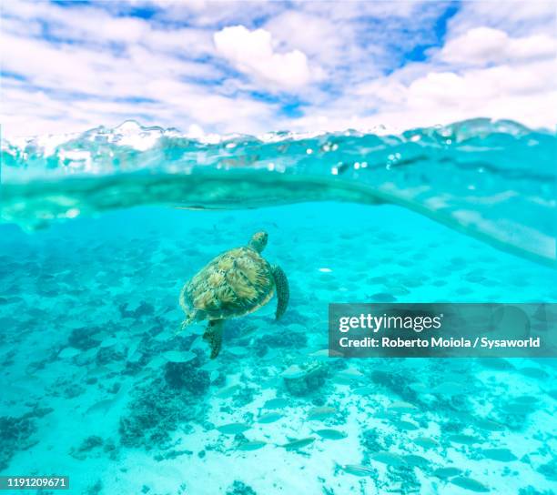 sea turtle swimming under waves, indian ocean, mauritius - hawksbill turtle stock pictures, royalty-free photos & images