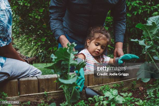 Young girl gardening in the back yard vegetable patch with the assistance of her father