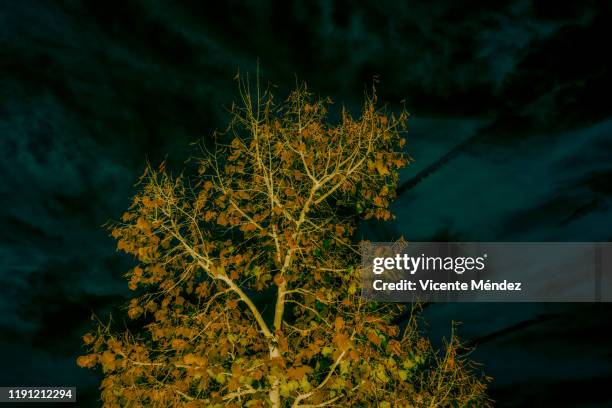 Inverted Plan Tree Picture 3,395 Inverted Tree Stock Photos, High-Res Pictures, and Images - Getty ...