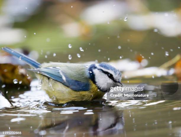 blaumeise (cyanistes caeruleus) baden - ein bad nehmen stock-fotos und bilder