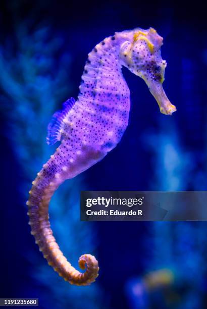 beautiful fluorescent seahorse swimming - seahorse stock pictures, royalty-free photos & images