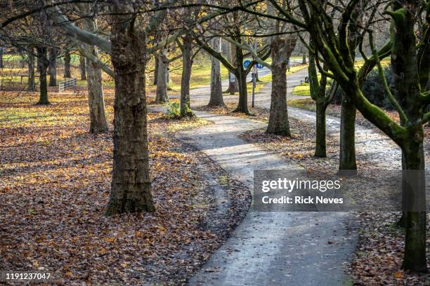 park in germany with trees and autumn leaves - alemanha fotografías e imágenes de stock