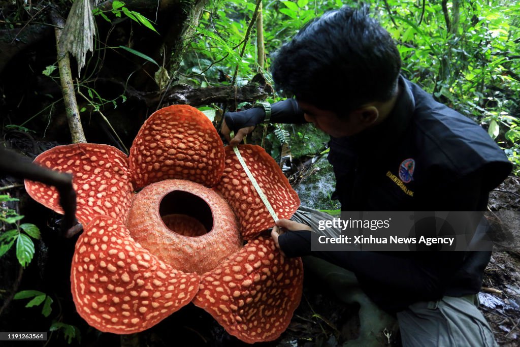 INDONESIA-WEST SUMATRA-RAFFLESIA FLOWER