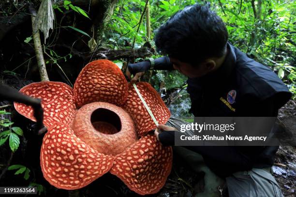 Jan. 1, 2020-- An official measures a rafflesia flower at Maninjau Forest Conservation in Agam region, West Sumatra, Indonesia, Dec. 31, 2019.