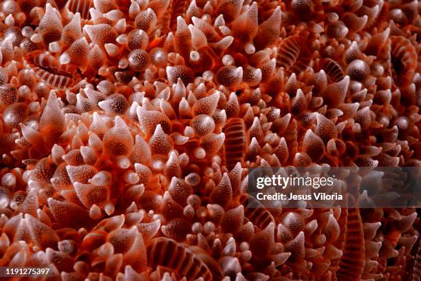 Coral, Foto de stock