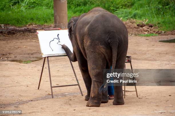 elephant drawing picture in chiang mai, thailand - artists with animals stock pictures, royalty-free photos & images