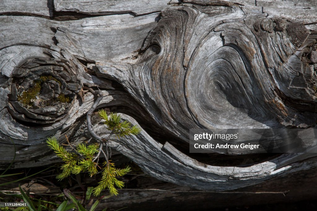 Closeup Of Small Cedar Tree Growing Out Of Old Twisted Cedar Log High ...