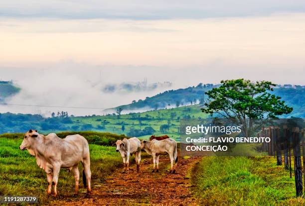nellore beef cattle raised on pasture farm for meat production. - biffkor bildbanksfoton och bilder