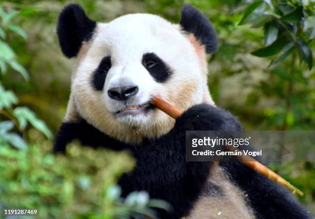 cute panda bear eating bamboo close up - bamboo stock-fotos und bilder
