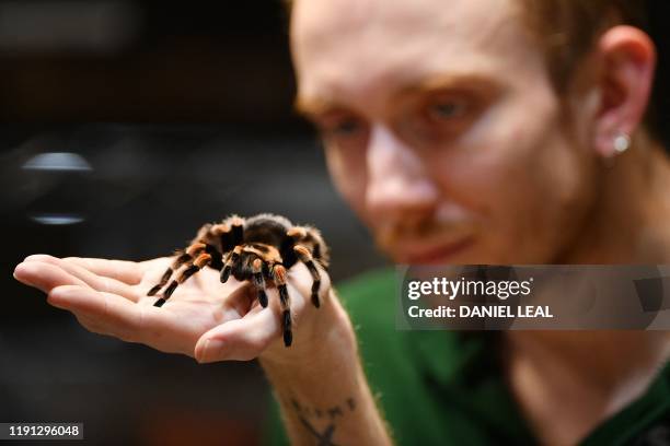 Zookeeper holds up a Red Kneed tarantula during the annual stocktake at ZSL London Zoo in central London on January 2, 2020.