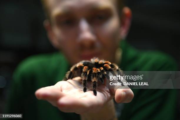 Zookeeper holds up a Red Kneed tarantula during the annual stocktake at ZSL London Zoo in central London on January 2, 2020.
