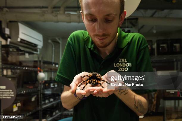 Zookeeper holds a Mexican red-kneed spider during the annual stocktake at ZSL London Zoo on 02 January, 2020 in London, England. Each year keepers...