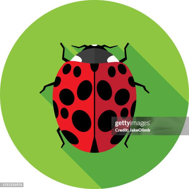ladybug icon flat - ladybug stock illustrations