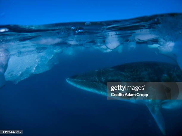 antarctic minke whale - antartide foto e immagini stock