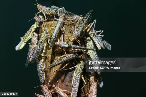 Swarms of Desert Locusts are seen during the annual stocktaking at ZSL London Zoo in central London.