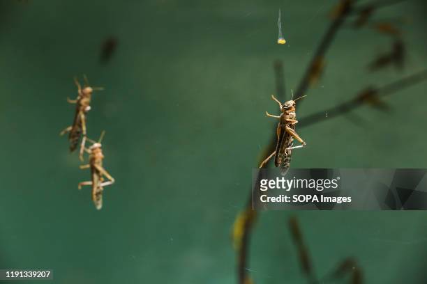 Desert Locusts are seen during the annual stocktaking at ZSL London Zoo in central London.