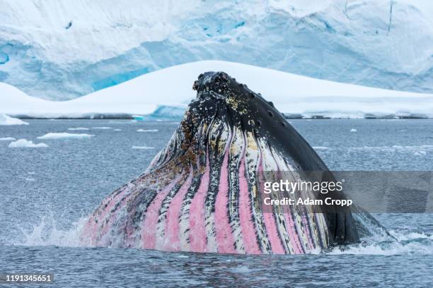 humpback whale feeding in antarctica - humpback stockfoto's en -beelden